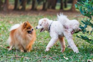 Communicating With Other Dogs