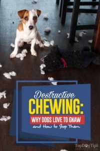 Destructive Chewing - This Is Why Dogs Love to Gnaw and How to Stop This