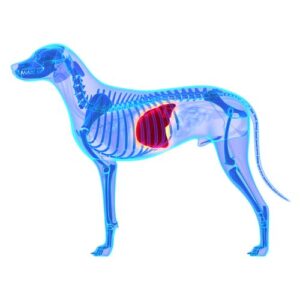 Diagnostic Methods for Dog Liver Disease