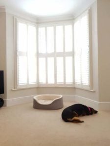 Different Air Quality in Homes With Dogs