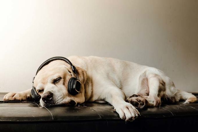 Do Dogs Like Music and Why