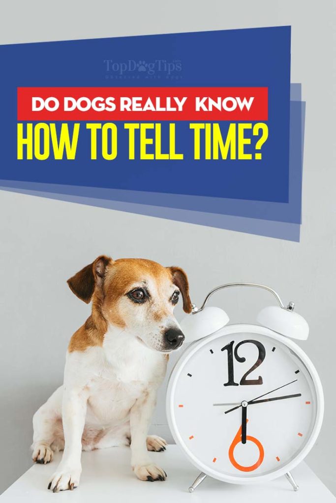 Do Dogs Really Know How to Tell Time - Here is the answer