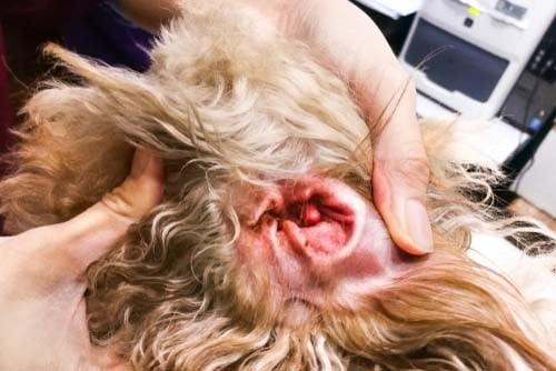 Dog Ear Infections Picture