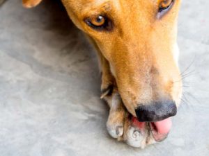 dog-compulsive-behavior-licking-paws