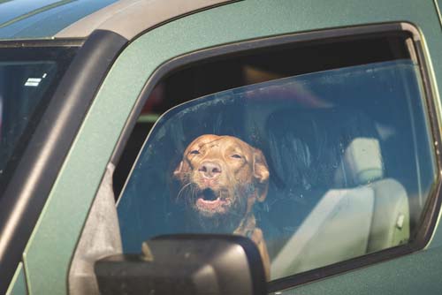 Ontario pet owner charged for leaving dog in car