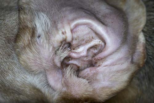 Ear mites causing dog ear problems