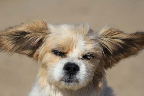 Ear problems in dogs caused by hair