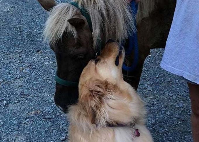 Friendly Golden Retriever Becomes BFFs with Neglected Mini-Horse