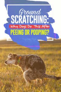 Ground Scratching - This Is Why Dogs Do It After Bathroom Breaks