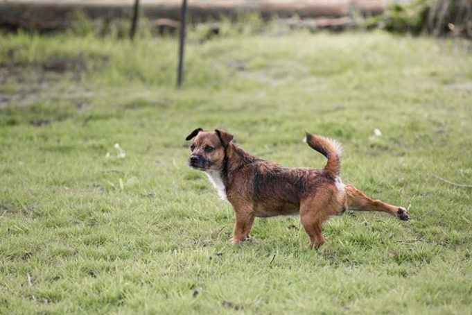 Ground Scratching - Why Dogs Do It After Bathroom Breaks