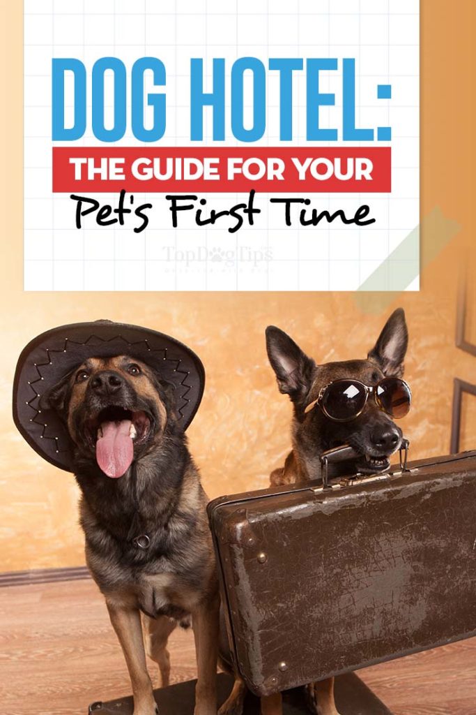 Hotel for Dogs Guide