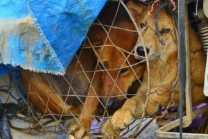 How You Can Help End the Dog Meat Trade