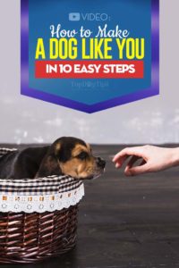 How to Make a Dog Like You in 10 Easy Steps - Video Guide