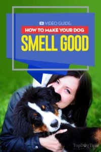 How to Make a Dog Smell Good - A Video Guide