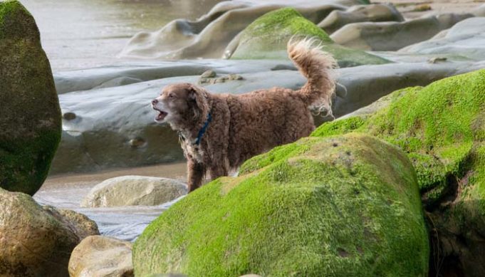 How to Protect Dogs from Risks of Toxic Blue-Green Algae