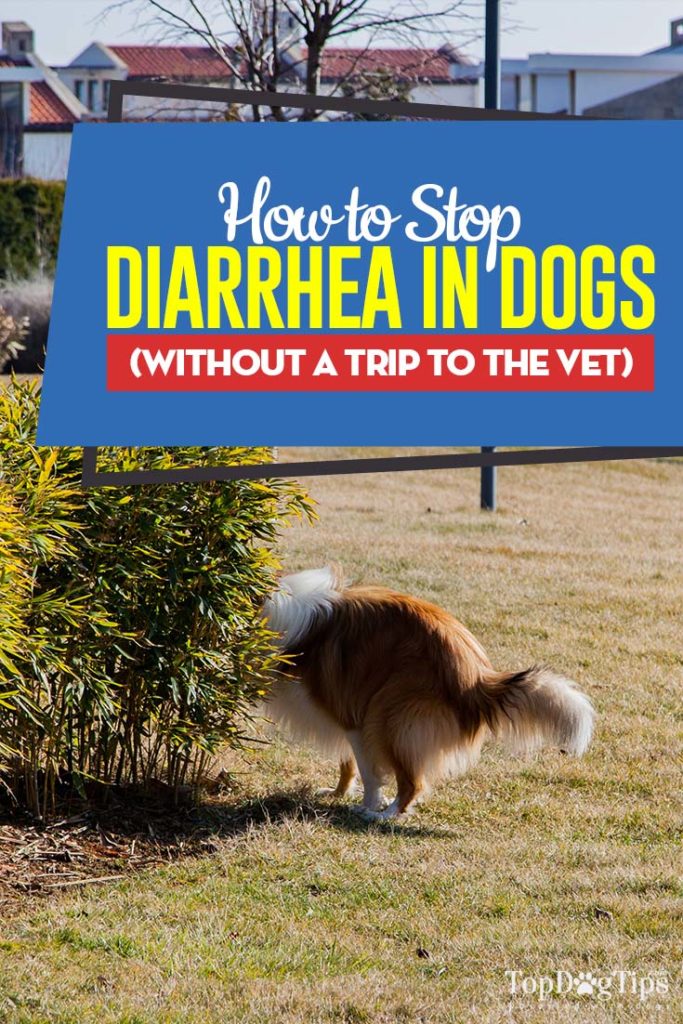 How to Stop Diarrhea in Dogs Quickly Without a Vet