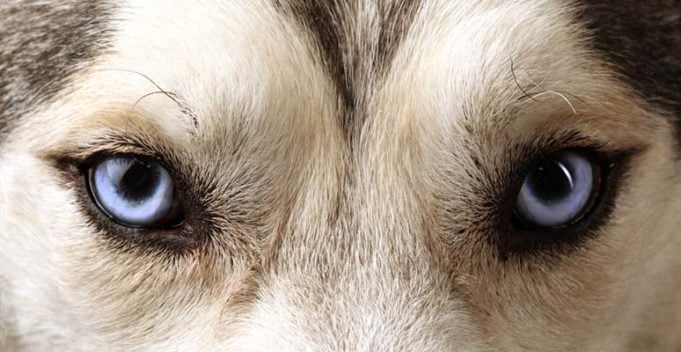 New DNA Test Finds Answers to Why Siberian Huskies Have Blue Eyes