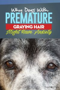 New Study Says Stressed Dogs with Anxiety Show Premature Graying Hair