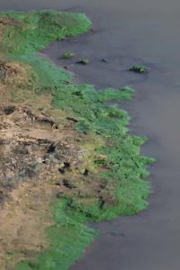 Poison Blue-Green Algae Toxic to Dogs