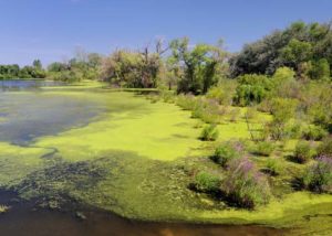 Protecting Dogs from Blue-Green Algae