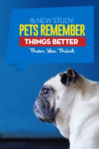 Research - Pets Remember Things Better Than You Think, Studies Show