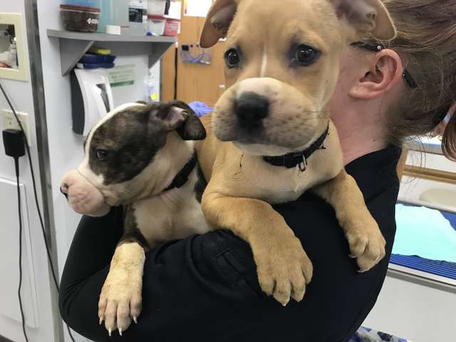 Resilient Pit Bull Siblings Muzzled with Hair Bands and Abandoned