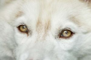 Siberian Husky Puppy’s Eye Color May Change