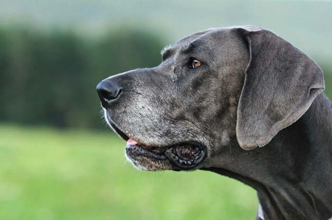 Stressed Dogs with Anxiety Show Premature Graying Hair, Study Says