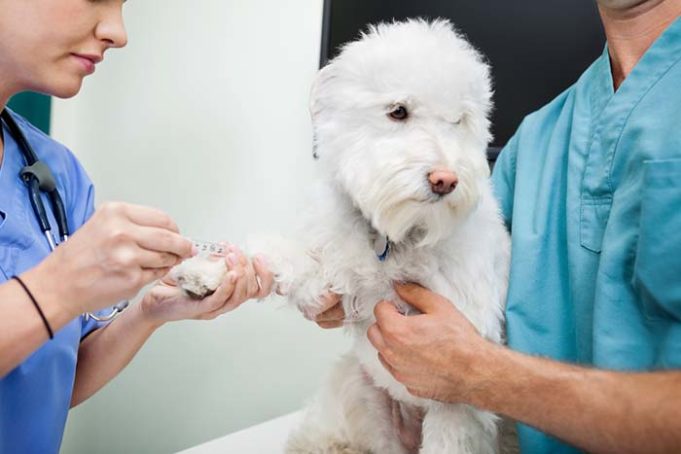 Study - New Blood Test Makes It Easier to Detect Liver Disease in Dogs