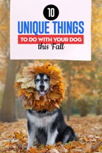 The 10 Unique Things to Do With Your Dog this Fall