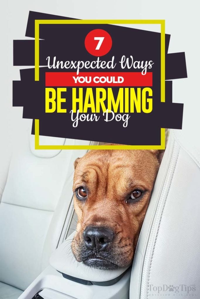 The 7 Ways You Harm Your Dog Without Knowing