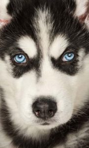 The Origin of Blue Eyes in Dogs and Siberian Huskies