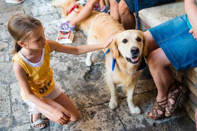 therapy dog