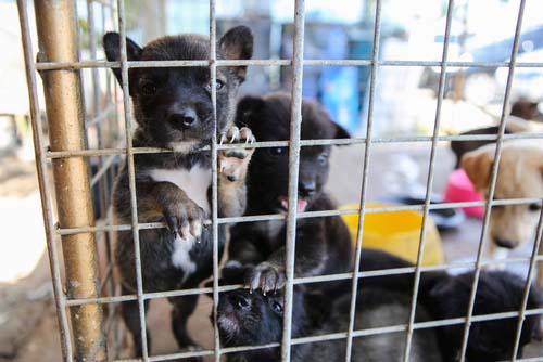 There's been a puppy mill raid