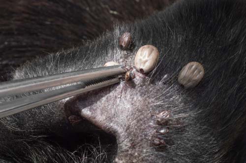 Ticks causing dog ear problems and infections