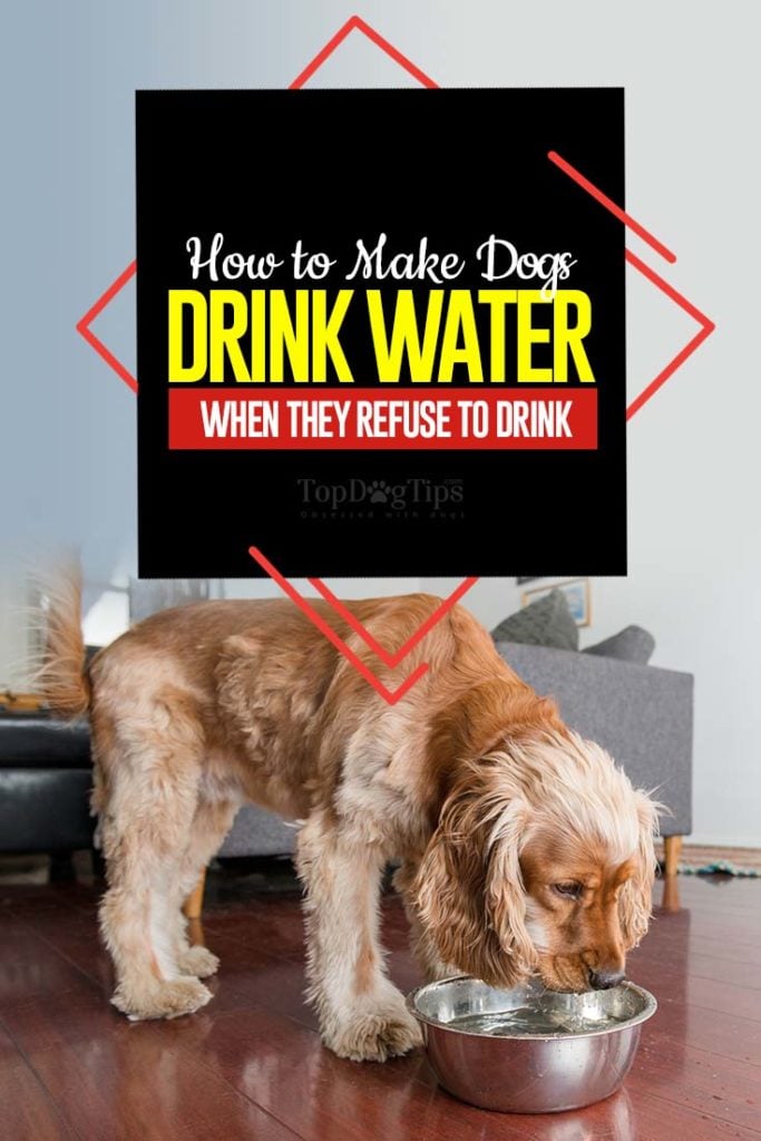 Tips on How to Make a Dog Drink Water