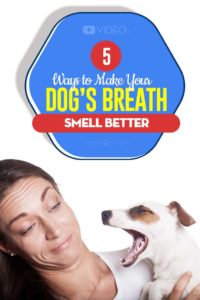 Tips on How to Make a Dog's Breath Smell Better