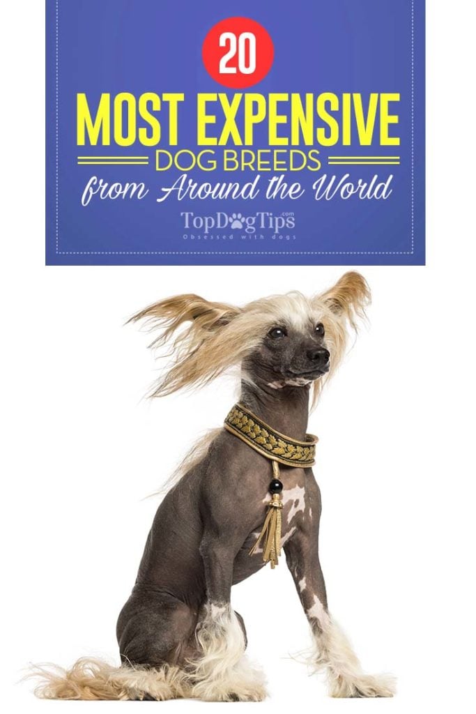 Top 20 Most Expensive Dog Breeds in the World