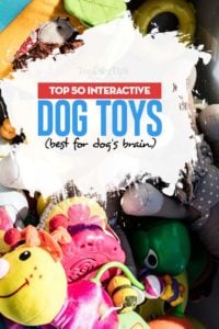 Top 50 Best Interactive Dog Toys (best for dog’s brain and boredom)