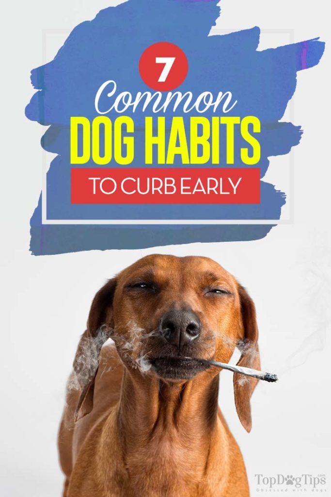 Top 7 Common Dog Habits to Curb Early