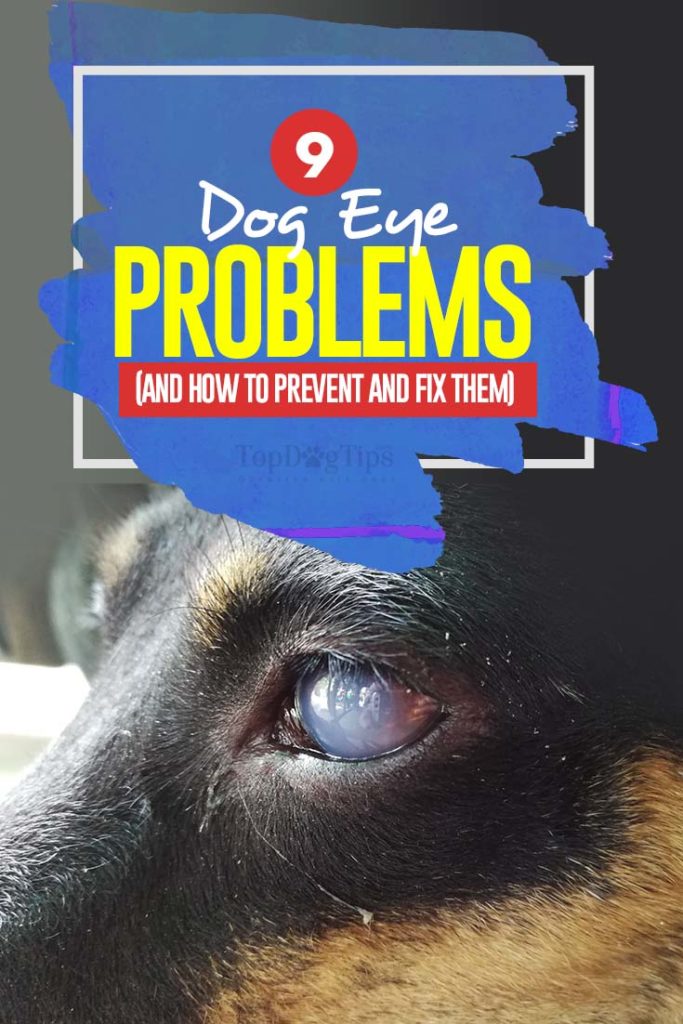 Top 9 Dog Eye Problems with Pictures