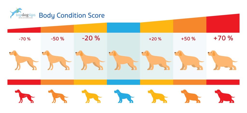 Top Dog Tips Dog Body Condition Score