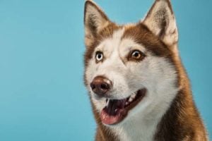 Understanding Heterochromia or Bi-Eye in Huskies