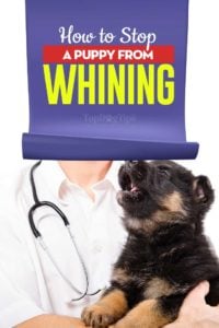 Video Guide - How to Stop a Puppy from Whining