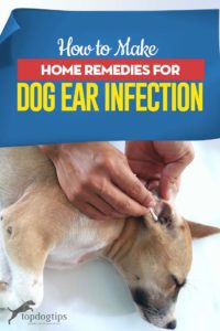 Video on How to Make Home Remedies for Dog Ear Infection