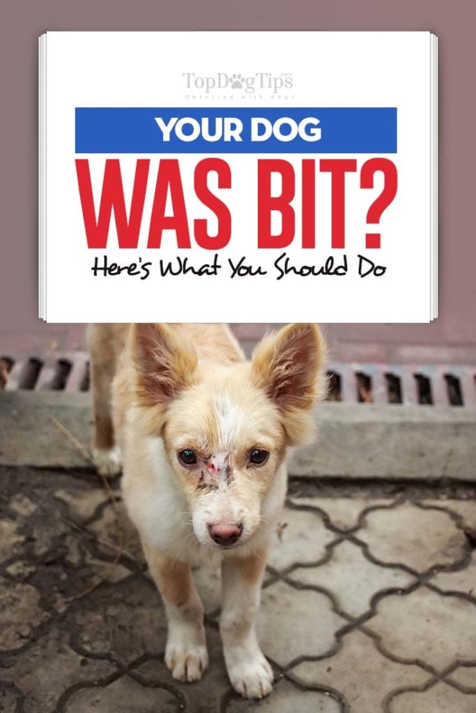 What to Do If My Dog Was Bit