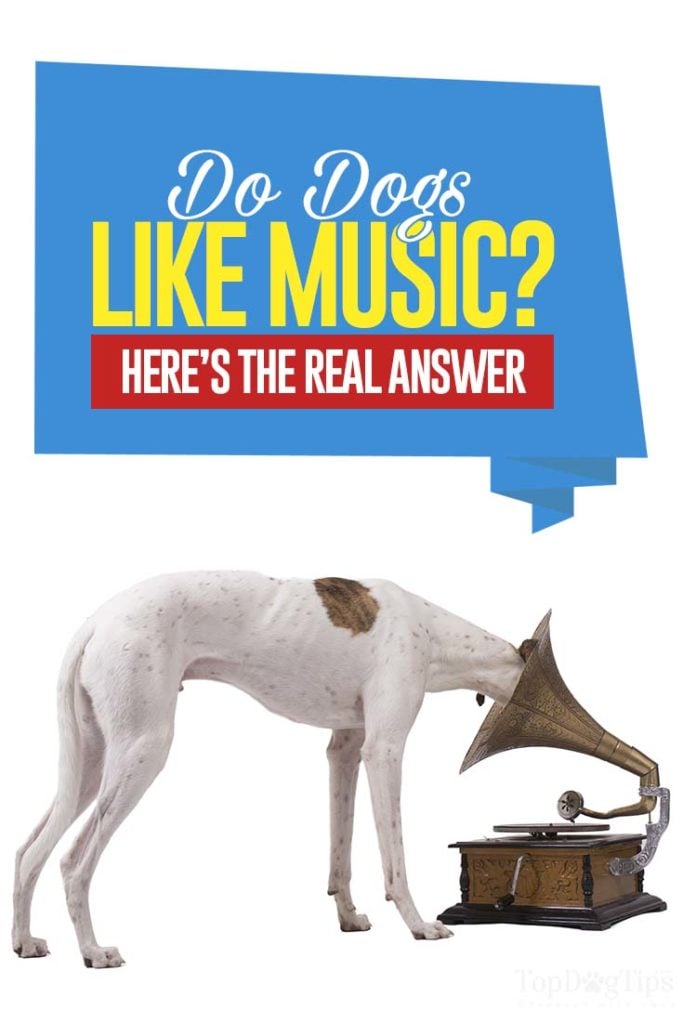 Why Do Dogs Like Music