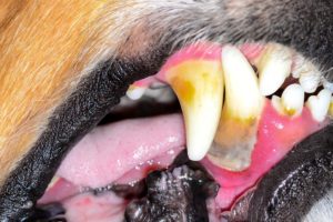 Photo of dog with osteomyelitis