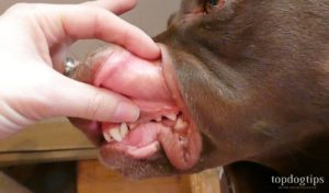 Check dog's gums for dehydration