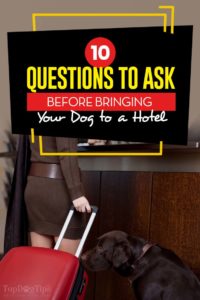 10 Questions to Ask Before Bringing Your Dog to a Hotel